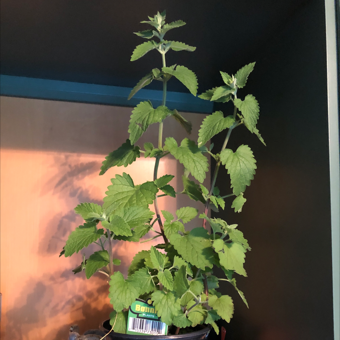Healthy Catnip plant with green leaves, well-framed and centered.