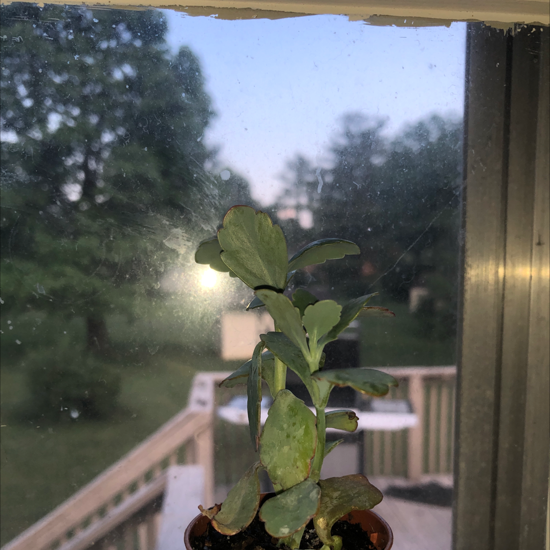 Lavender Scallops plant on a windowsill with some leaf browning.