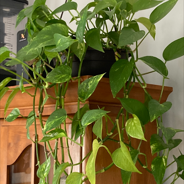 Taro Vine plant photo by @h.fowler named Oliver on Greg, the plant care app.