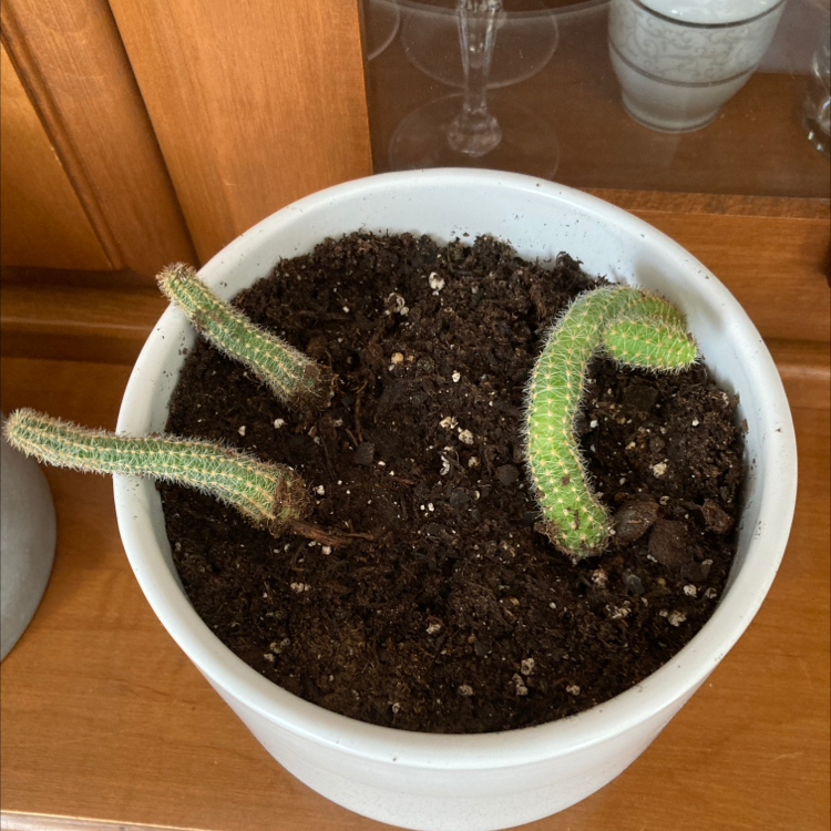 Potted Rat Tail Cactus with three stems in well-drained soil.