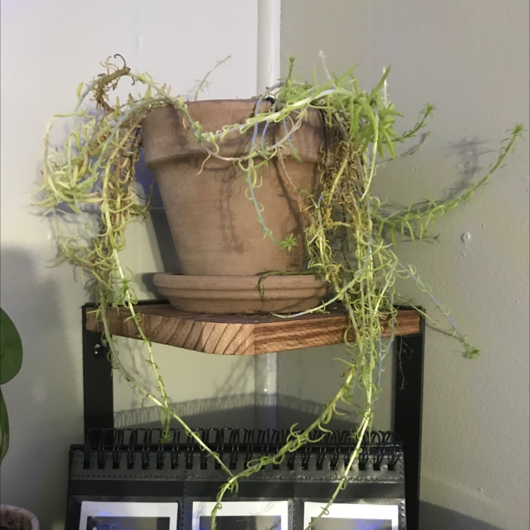 Your plant