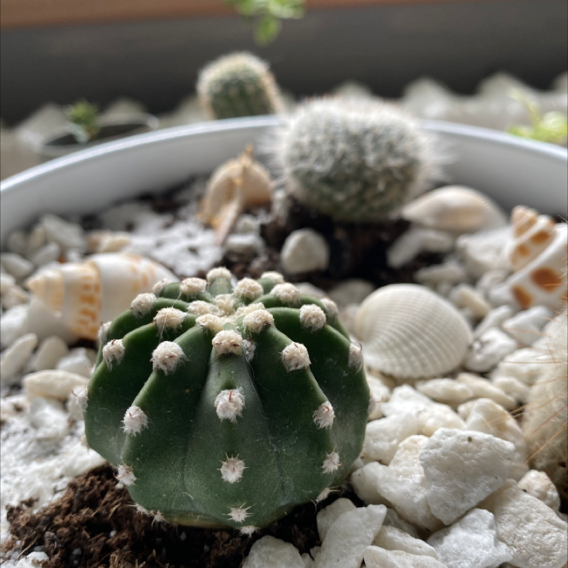 Sand Dollar Cactus in a pot with white stones and shells, surrounded by other cacti.