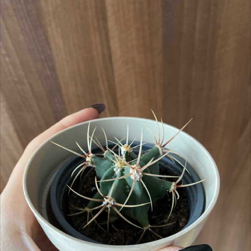 A healthy cactus plant, The Glory of Texas, in a white pot held by a hand.