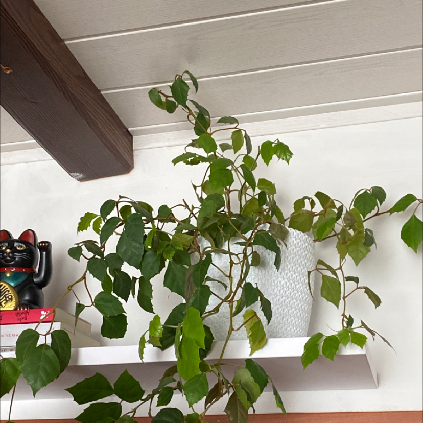 Healthy Grape Ivy vine with lush green foliage climbing white trellis mounted on wall.