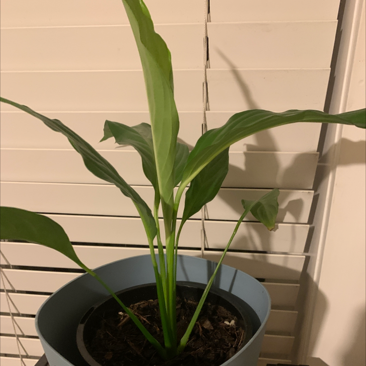 Peace Lily plant photo by @planthoeyoualreadyknow named Popeye on Greg, the plant care app.