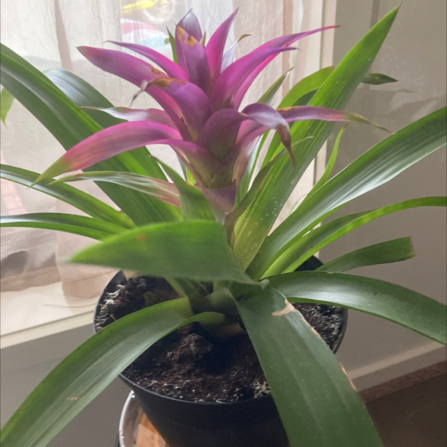 Photo of the plant species Bromeliad by Nattybeez named Jada on Greg, the plant care app