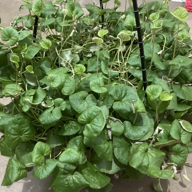 Photo of the plant species Emerald Falls Dichondra by Nattybeez named Your plant on Greg, the plant care app