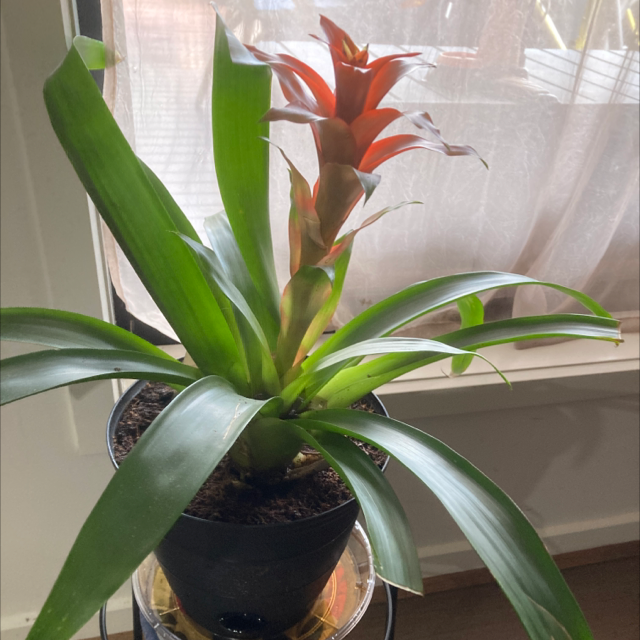 Photo of the plant species Bromeliad by Nattybeez named Bonnie on Greg, the plant care app