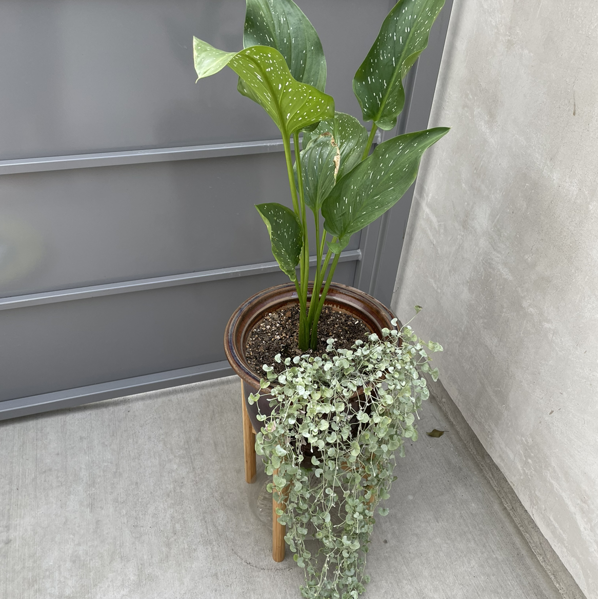 Photo of the plant species Spotted Calla Lily by @schapekis named Athena on Greg, the plant care app