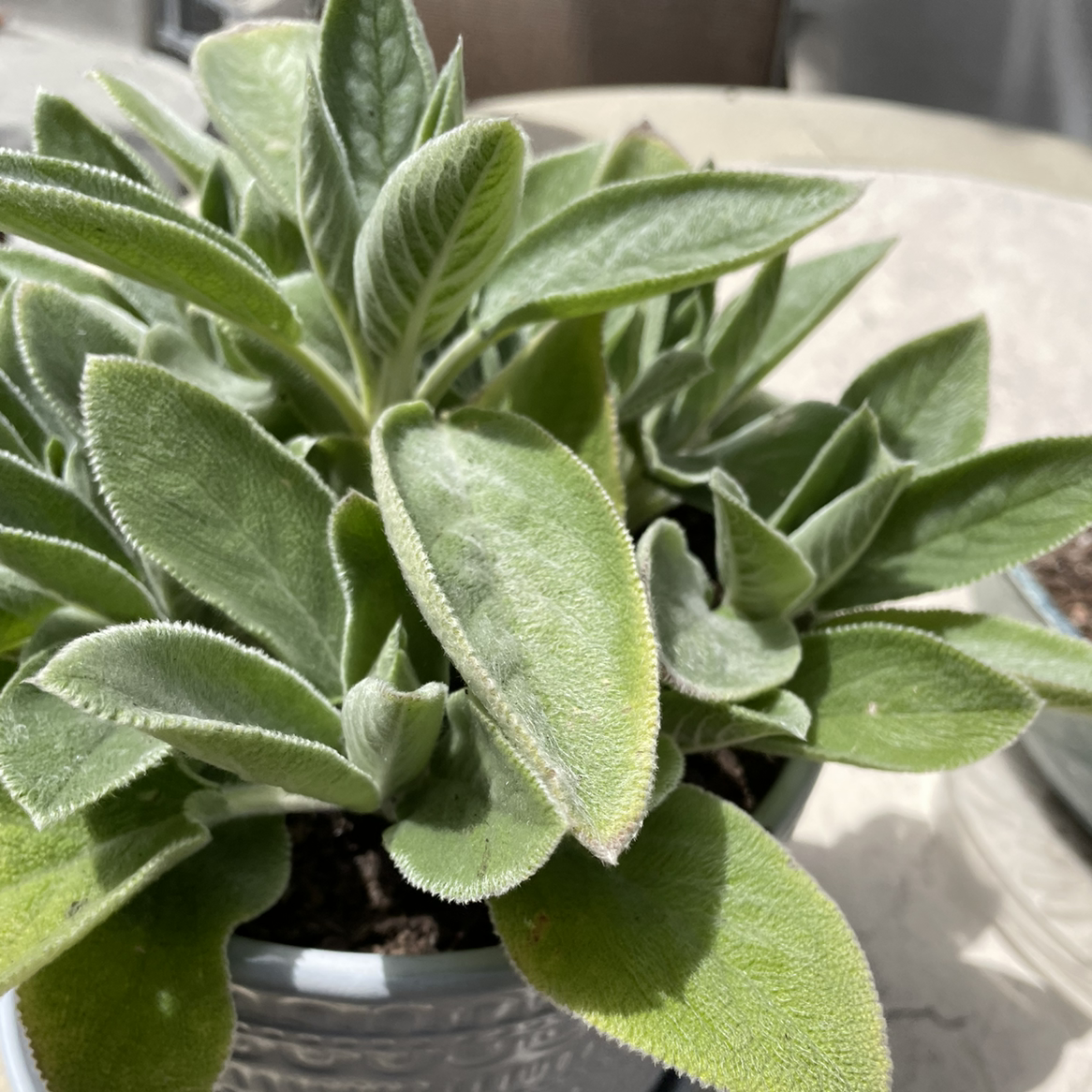 Photo of the plant species Lamb's Ear by @schapekis named Cleo on Greg, the plant care app