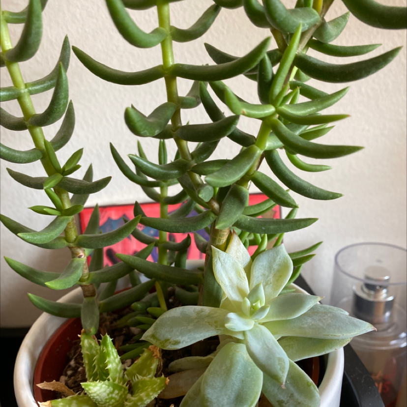 Crassula cotyledonis plant photo by @GreenDreams named Headache on Greg, the plant care app.