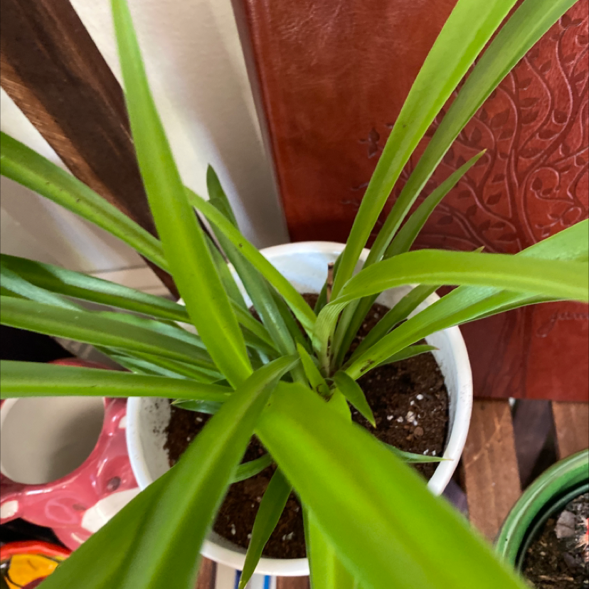 Spider Plant plant photo by @GreenDreams named Freddie on Greg, the plant care app.