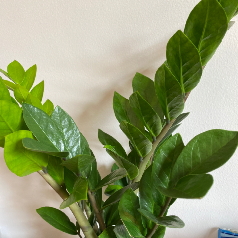 Zamioculcas Zamiifolia plant photo by @GreenDreams named Ziggy on Greg, the plant care app.