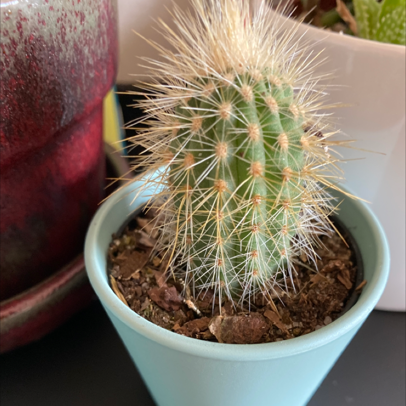 Old Man Cactus plant photo by @GreenDreams named Pokey on Greg, the plant care app.