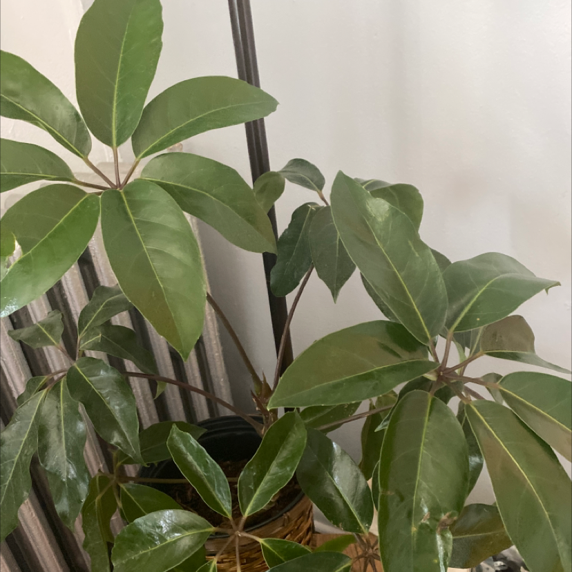 Healthy Octopus Tree (Schefflera actinophylla) with glossy green leaves.