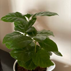 Arabian Coffee Plant plant