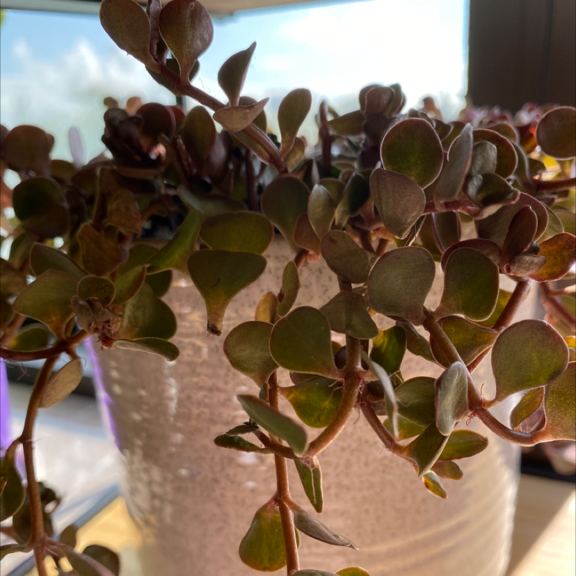 Crassula plant photo by @GreenDreams named Punk on Greg, the plant care app.