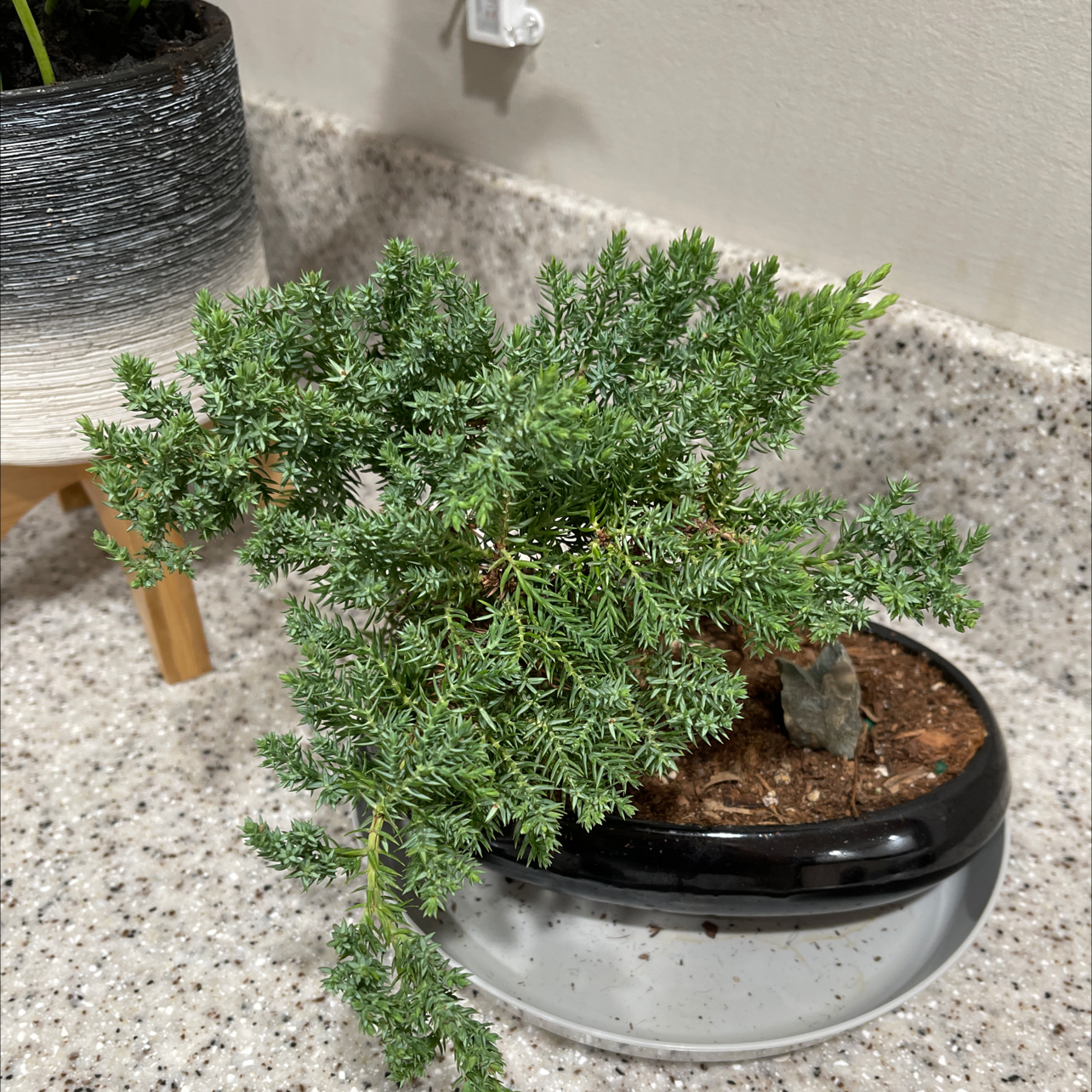 Photo of the plant species Sargent Juniper by Milagros named Bonsai on Greg, the plant care app