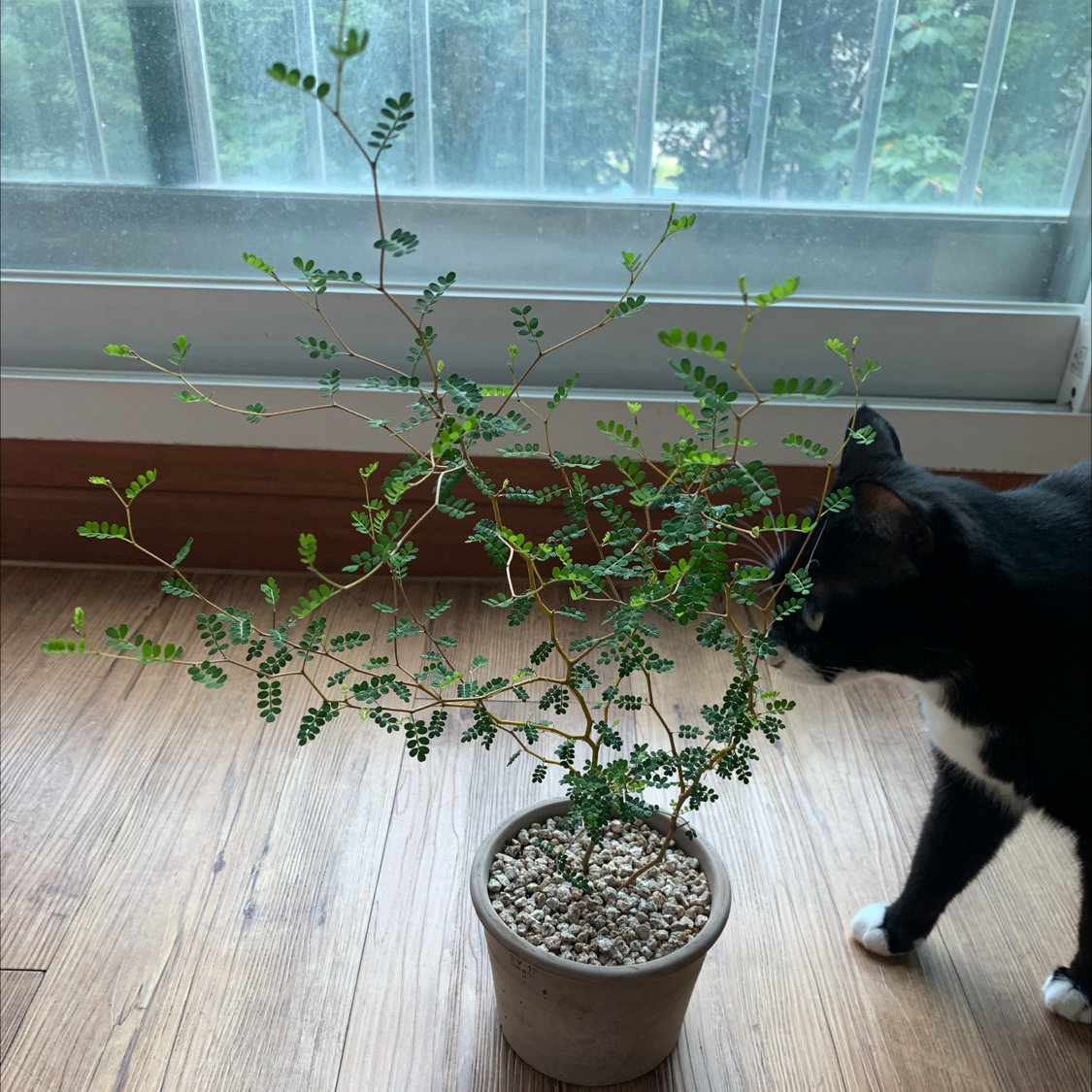 Kowhai plant in a pot with a cat inspecting it. Healthy green leaves.