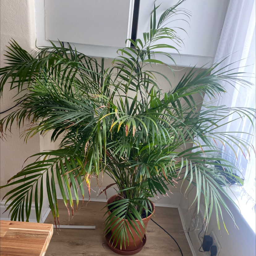 Photo of the plant species Areca Palm by @KatieHum named Areca palm on Greg, the plant care app