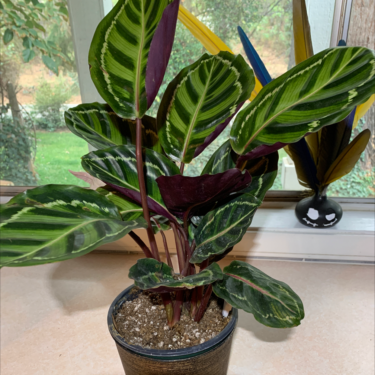 Calathea 'Medallion' plant in a pot with vibrant patterned leaves.