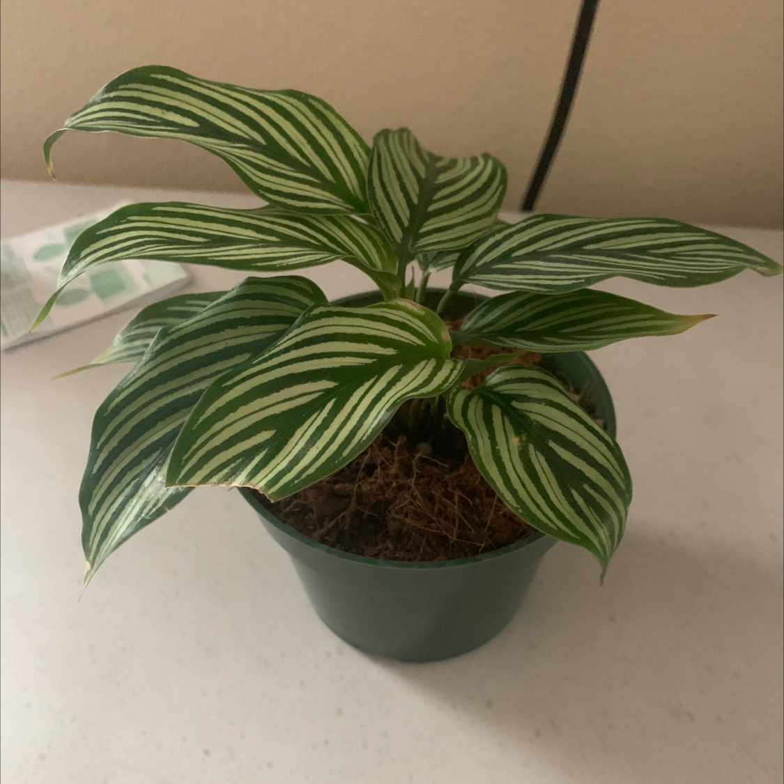 Photo of the plant species Calathea Vittata by @plant-keeper named Donatello￼ on Greg, the plant care app
