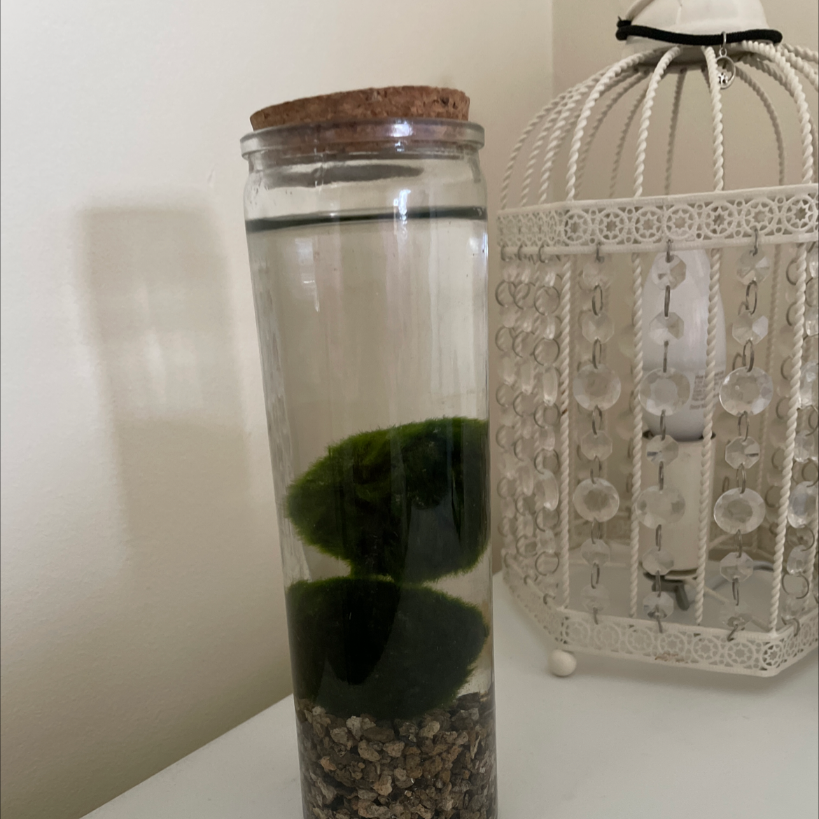 Marimo plant photo by Bethan named milo and mario on Greg, the plant care app.