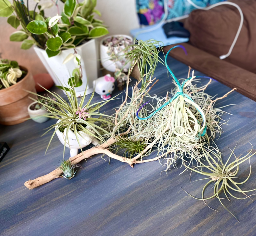 Photo of the plant species Small Ballmoss by @TeannaDream420 named Air Plants on Greg, the plant care app