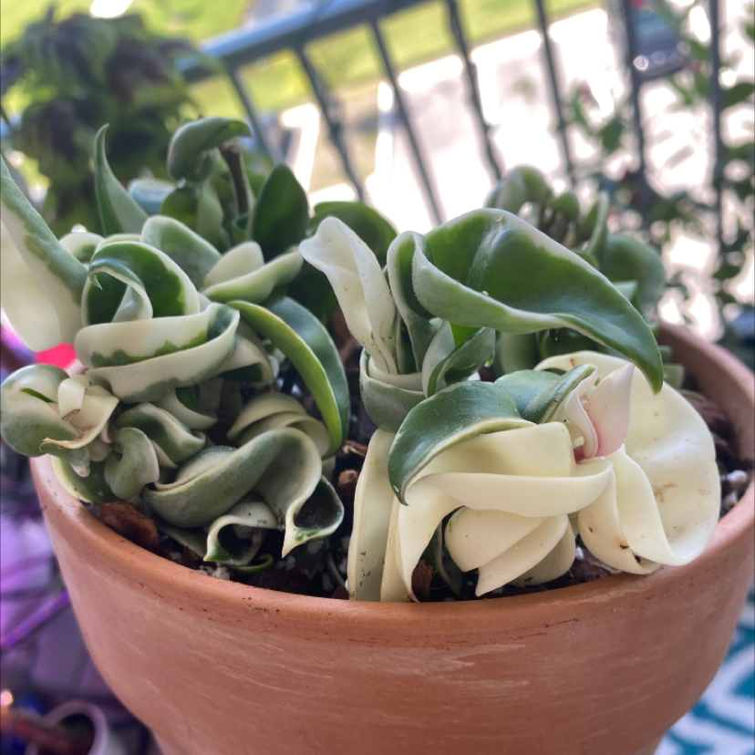 Hoya carnosa 'Compacta' plant photo by @TeannaDream420 named Variegated Hindu Rope on Greg, the plant care app.