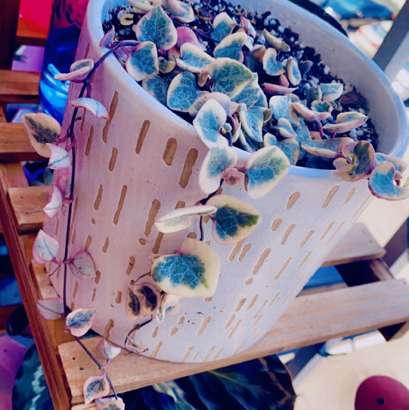 String of Hearts plant photo by @TeannaDream420 named VSOH😍 on Greg, the plant care app.