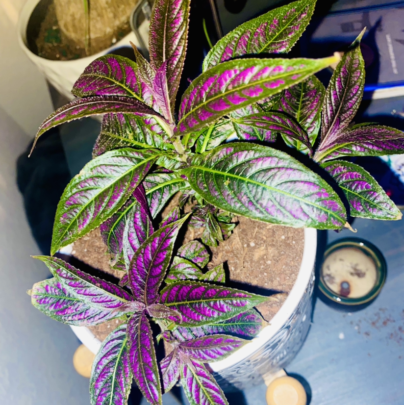 Photo of the plant species Persian Shield by @TeannaDream420 named Your plant on Greg, the plant care app