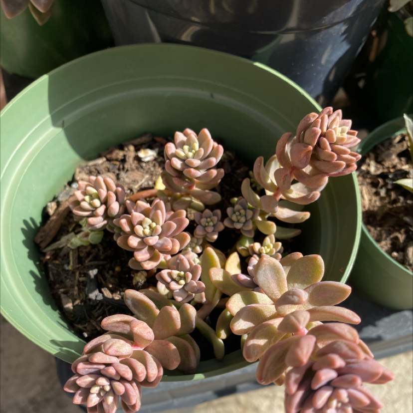 Healthy Pale Stonecrop succulent in a green pot with visible soil.