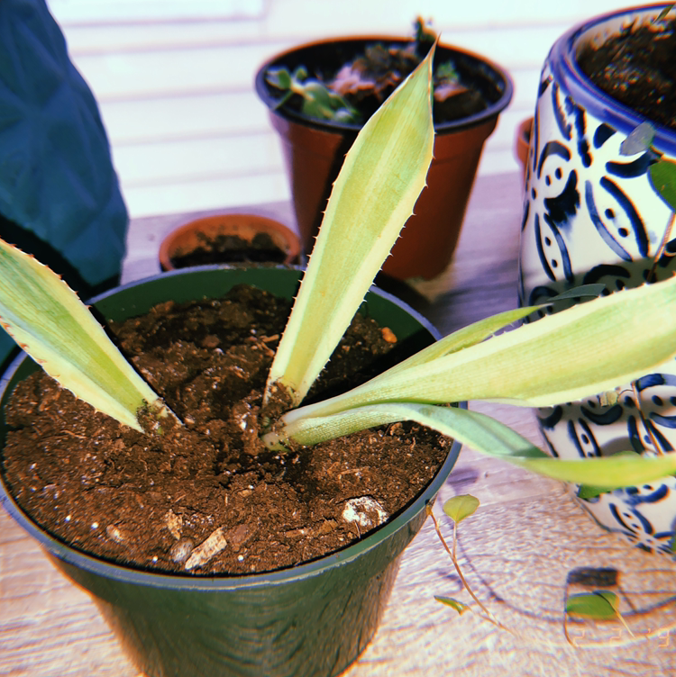 Healthy variegated century plant in decorative pot, with long pointed leaves featuring yellow stripes along the edges.
