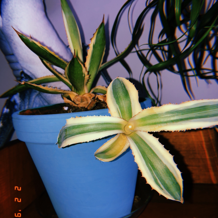 Variegated century plant in blue pot, radiating pointed leaves with serrated edges, tips slightly browned, no major health issues.