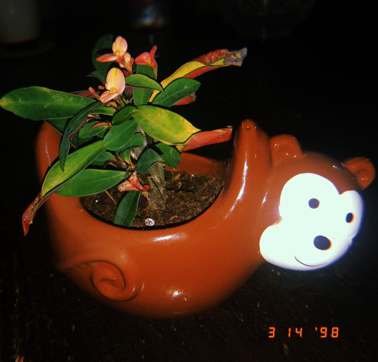 Healthy Crown of Thorns plant with pink and yellow flowers blooming in a terracotta pot, with a decorative monkey figurine.