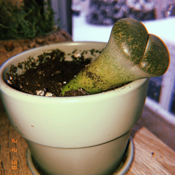 Lithops bromfieldii plant in a pot with visible soil, well-framed and healthy.