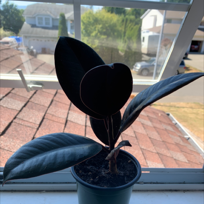 Rubber Plant plant photo by @oreoeom named totoro on Greg, the plant care app.