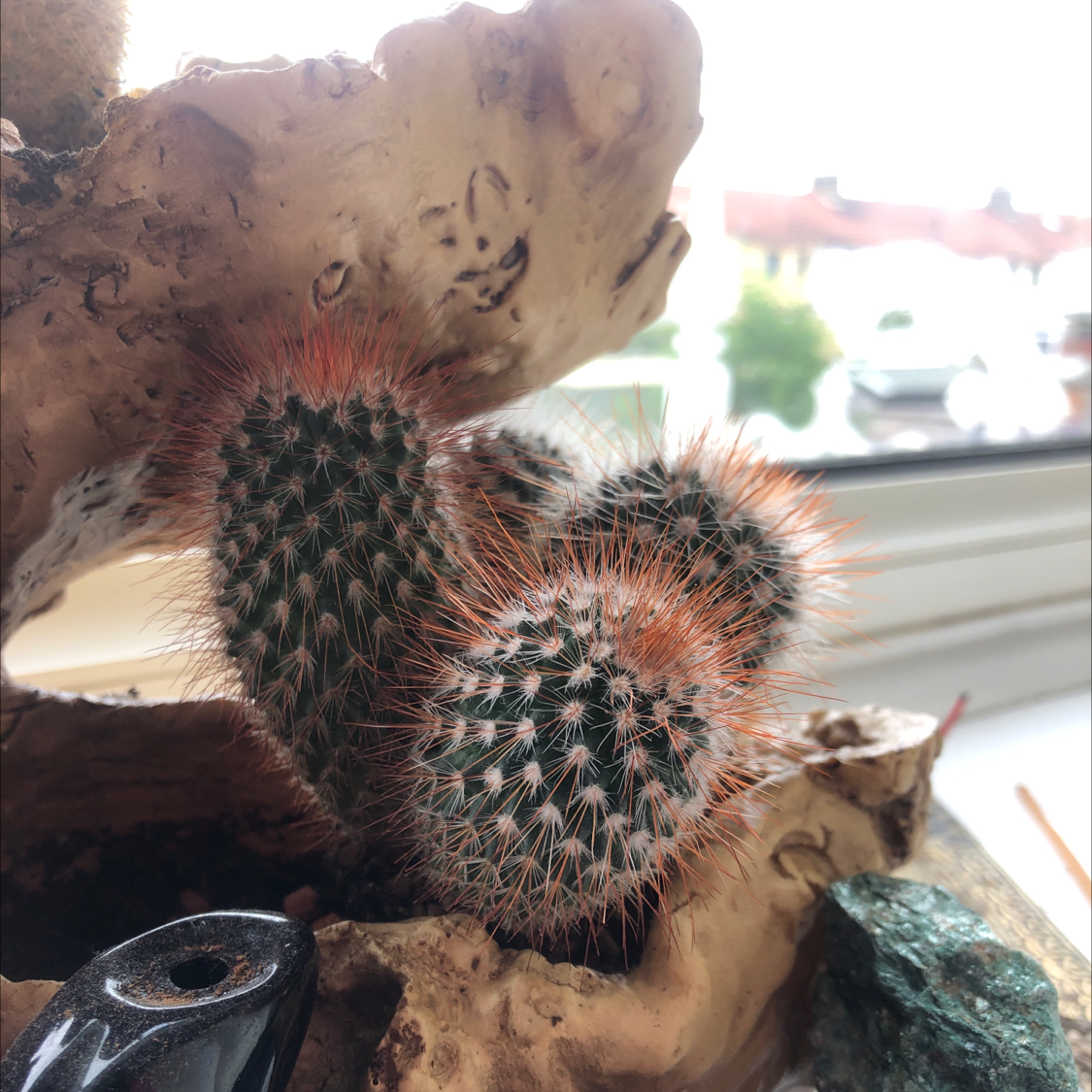 Texas Rainbow Cactus with healthy green stems and vibrant spines.