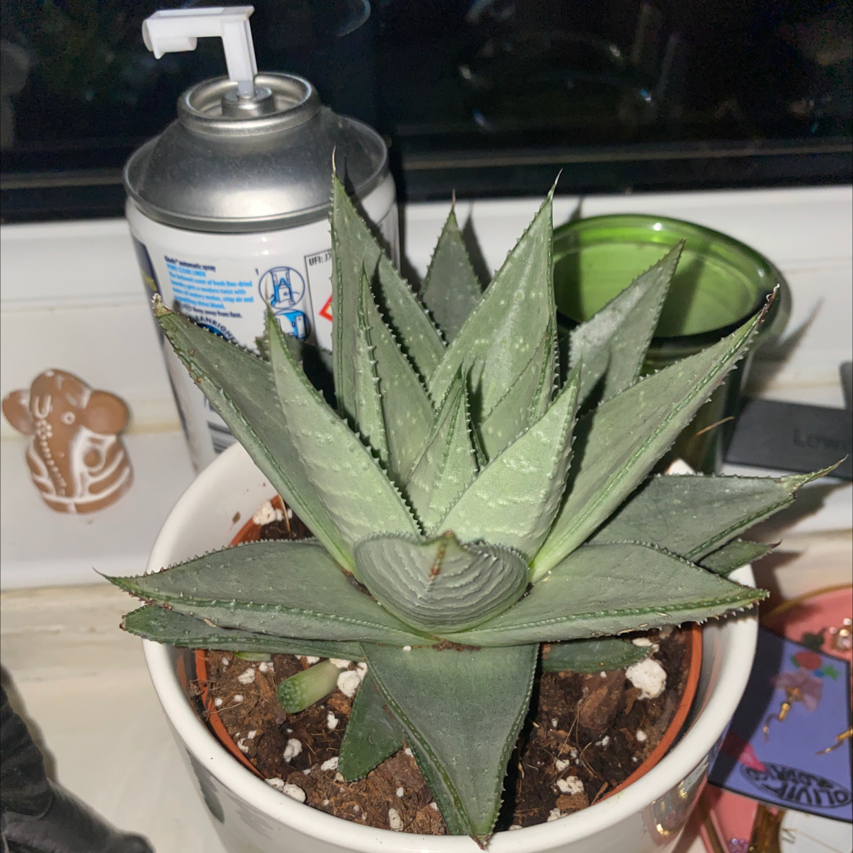 Aloe vera plant photo by Amy named Holly Golightly on Greg, the plant care app.
