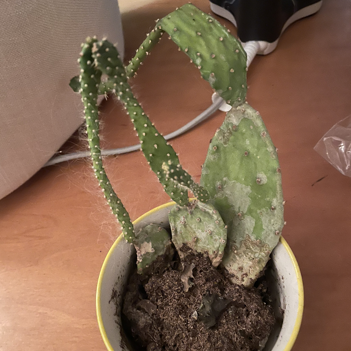 Potted Smooth Prickly Pear cactus with visible browning and black spots on pads.
