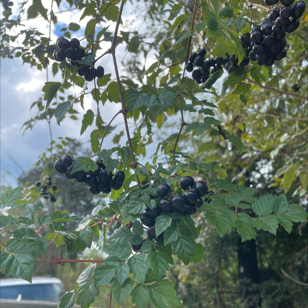 Photo of the plant species pepper vine by @FreckledCoyote named Your plant on Greg, the plant care app