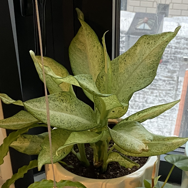 Dieffenbachia 'Camouflage' plant near a window, healthy leaves, visible soil.