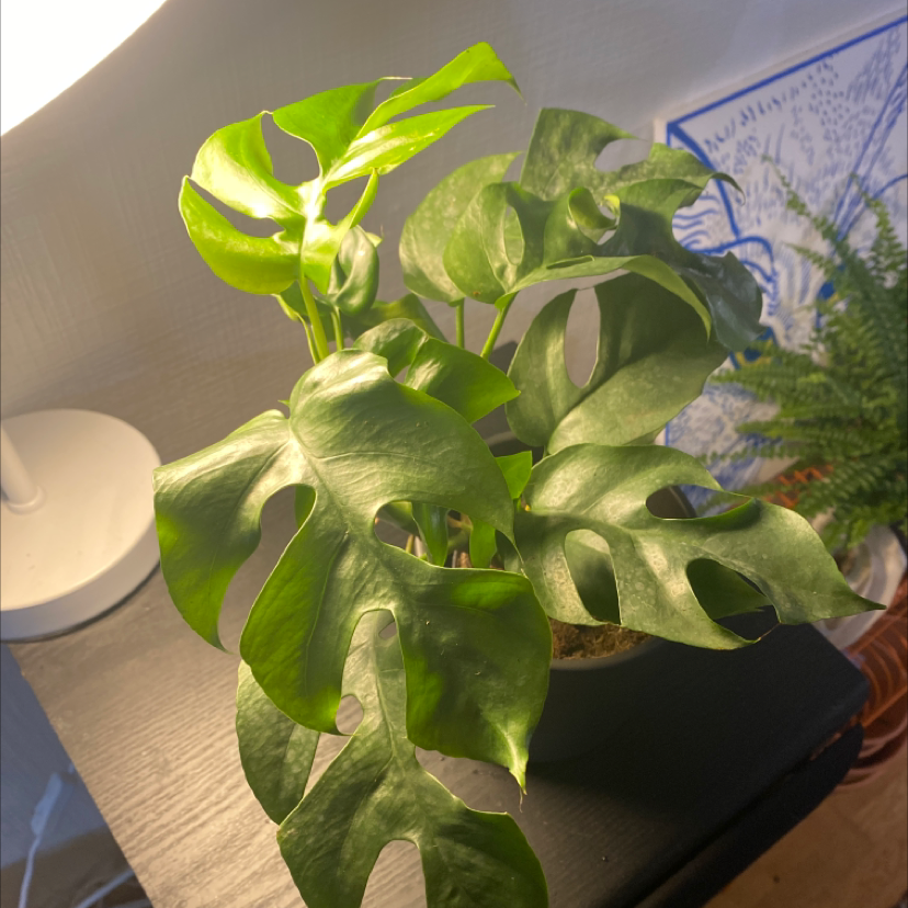 Philodendron mayoi plant with healthy, green leaves on a dark surface near a light source.
