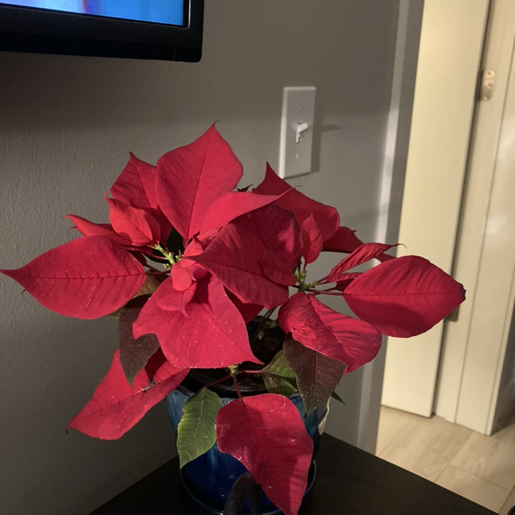 Poinsettia plant photo by @thorny4plants named Jolly on Greg, the plant care app.
