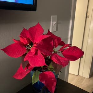 Poinsettia plant photo by Thorny4plants named Jolly on Greg, the plant care app.