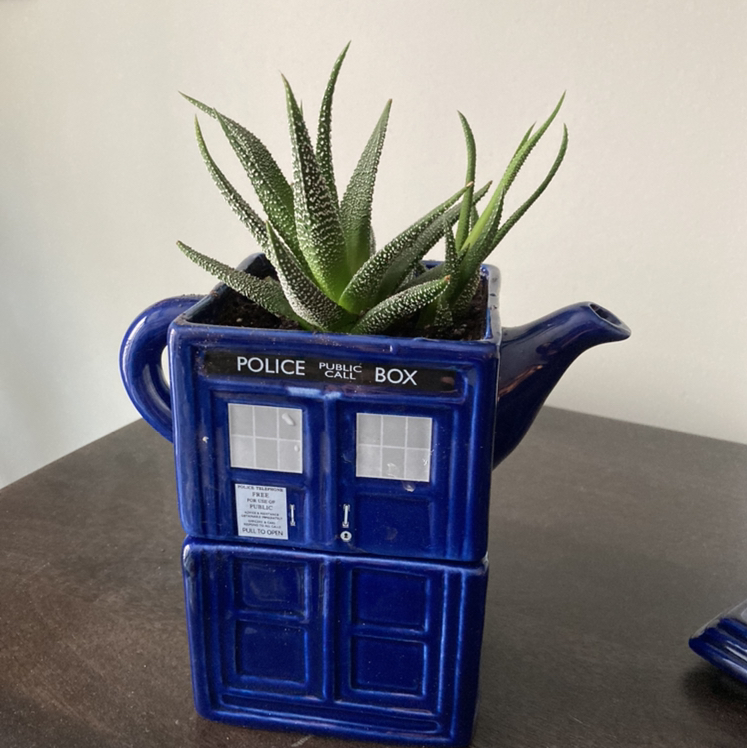 Zebra Plant plant photo by @thorny4plants named Lancelot on Greg, the plant care app.