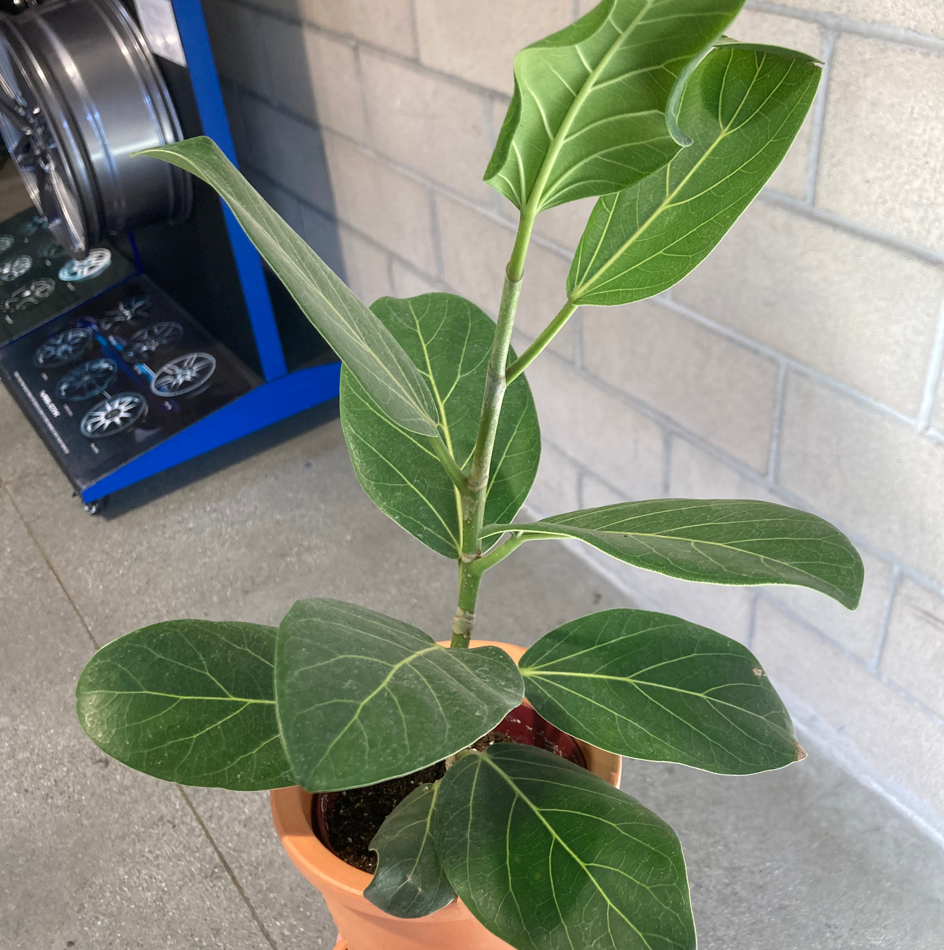 Healthy Audrey Ficus plant in a terracotta pot with visible soil and vibrant green leaves.