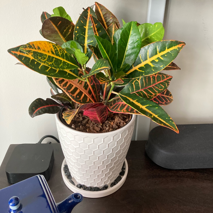 Croton 'Petra' plant photo by @thorny4plants named Boris Johnson on Greg, the plant care app.