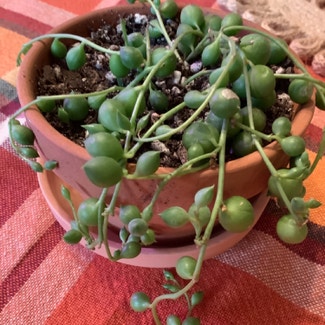 String of Pearls plant in Decatur, Illinois