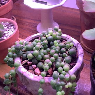 String of Pearls plant in Decatur, Illinois